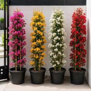 Mixed color Bougainvillea plants in pots – pink, yellow, white and red Dubai UAE